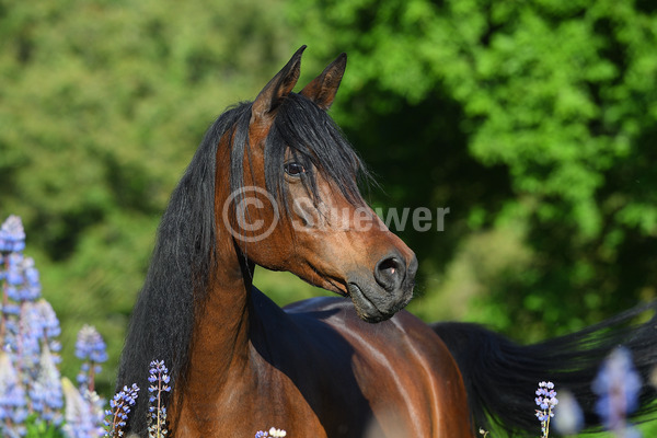 Sabine Stuewer Tierfoto -  ID491414 Stichwörter zum Bild: lange Mähne, Querformat, Vollblut, Portrait, Frühjahr, Blumen, einzeln, Dunkelbrauner, Stute, Araber, Pferde